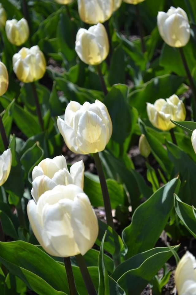 Photo of Brooklyn Botanic Garden, Washington Avenue, Brooklyn, NY, United States by Daisy