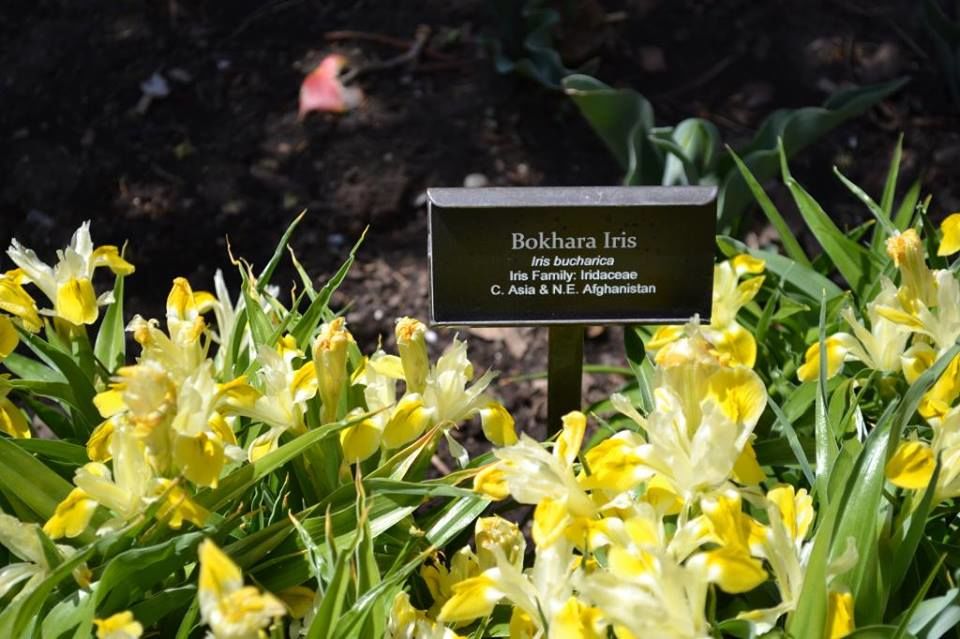 Photo of Brooklyn Botanic Garden, Washington Avenue, Brooklyn, NY, United States by Daisy
