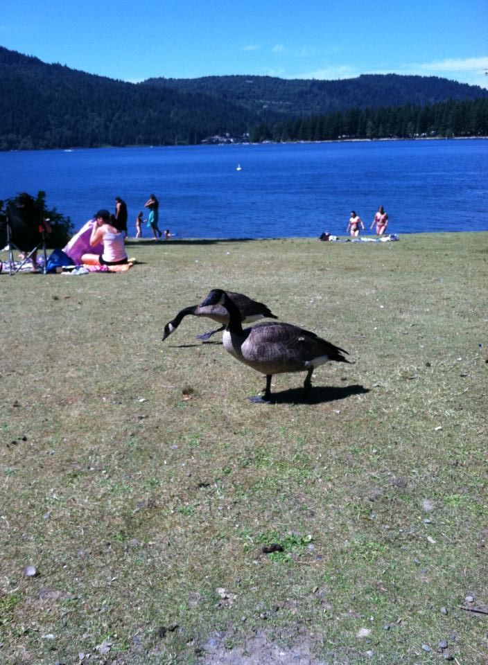 Photo of Cultus Lake, Fraser Valley E, BC, Canada by Daisy