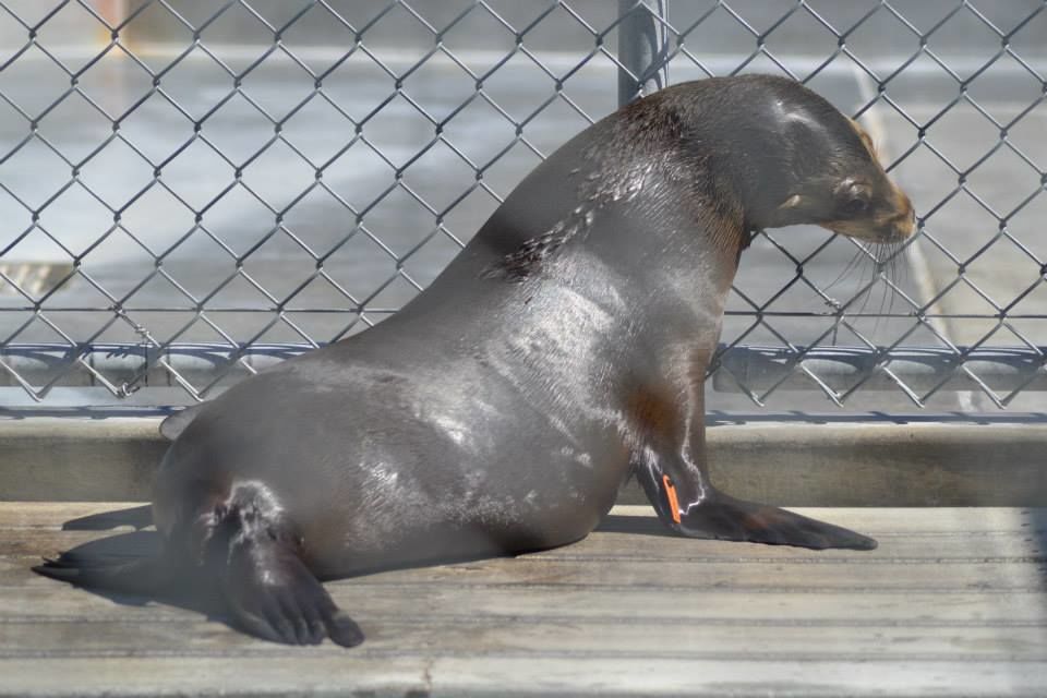 Photo of Pacific Marine Mammal Center, Laguna Canyon Road, Laguna Beach, CA, United States by Daisy