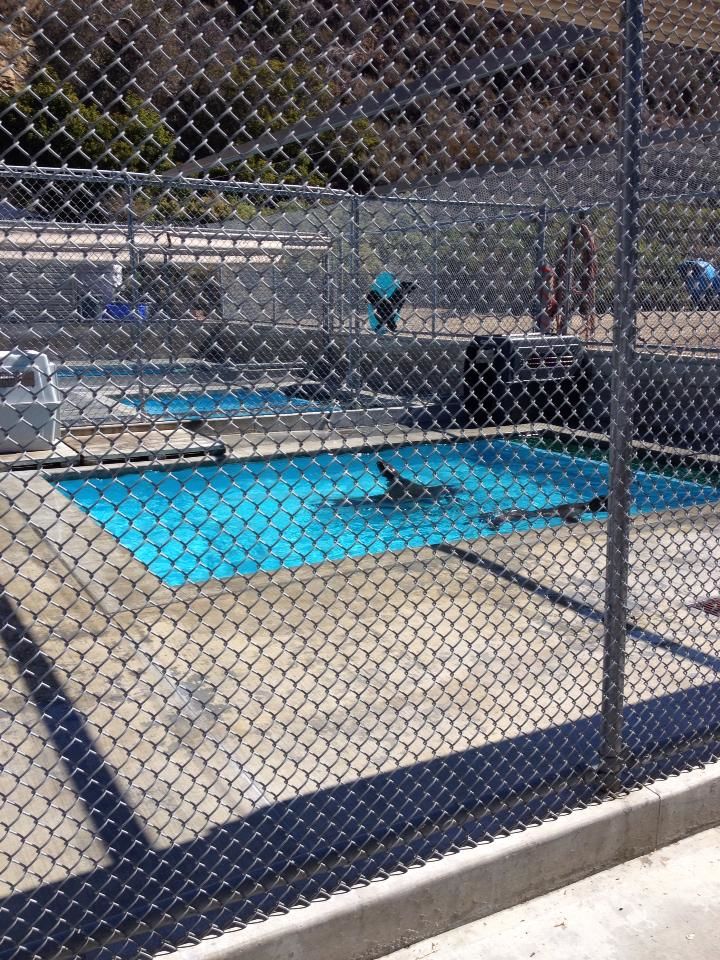 Photo of Pacific Marine Mammal Center, Laguna Canyon Road, Laguna Beach, CA, United States by Daisy