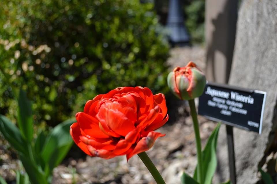 Photo of Brooklyn Botanic Garden, Washington Avenue, Brooklyn, NY, United States by Daisy