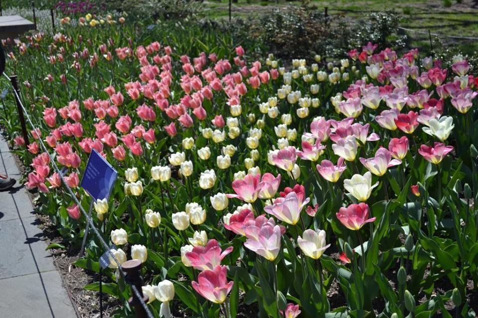 Photo of Brooklyn Botanic Garden, Washington Avenue, Brooklyn, NY, United States by Daisy