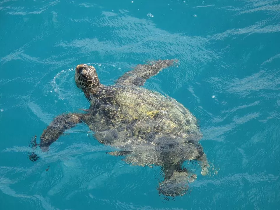 Photo of Kewalo Basin Harbor, Ala Moana Boulevard, Honolulu, HI, United States by Daisy