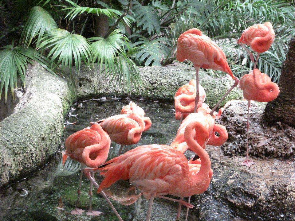 Photo of Dallas World Aquarium, North Griffin Street, Dallas, TX, United States by Daisy