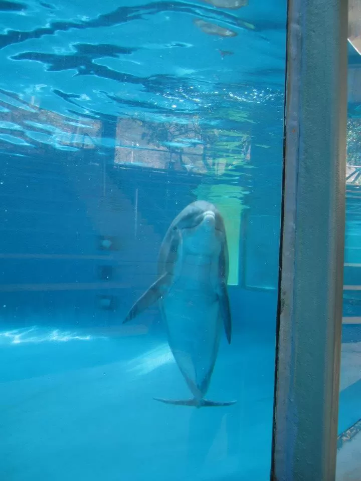 Photo of Sea Life Park Hawaii, Kalanianaole Highway, Waimanalo Beach, HI, United States by Daisy