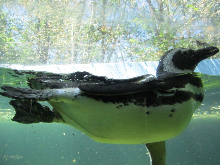 Photo of Zoo Boise, Julia Davis Drive, Boise, ID, United States by Daisy