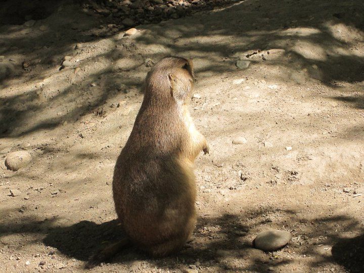 Photo of Zoo Boise, Julia Davis Drive, Boise, ID, United States by Daisy