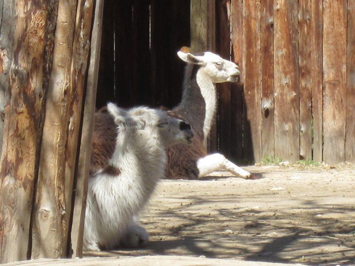 Photo of Zoo Boise, Julia Davis Drive, Boise, ID, United States by Daisy