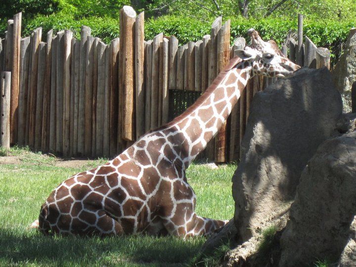 Photo of Zoo Boise, Julia Davis Drive, Boise, ID, United States by Daisy