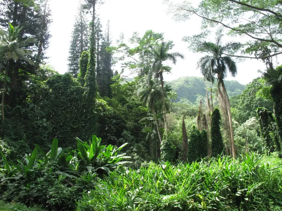 Photo of Manoa Falls Trail, Honolulu, HI, United States by Daisy