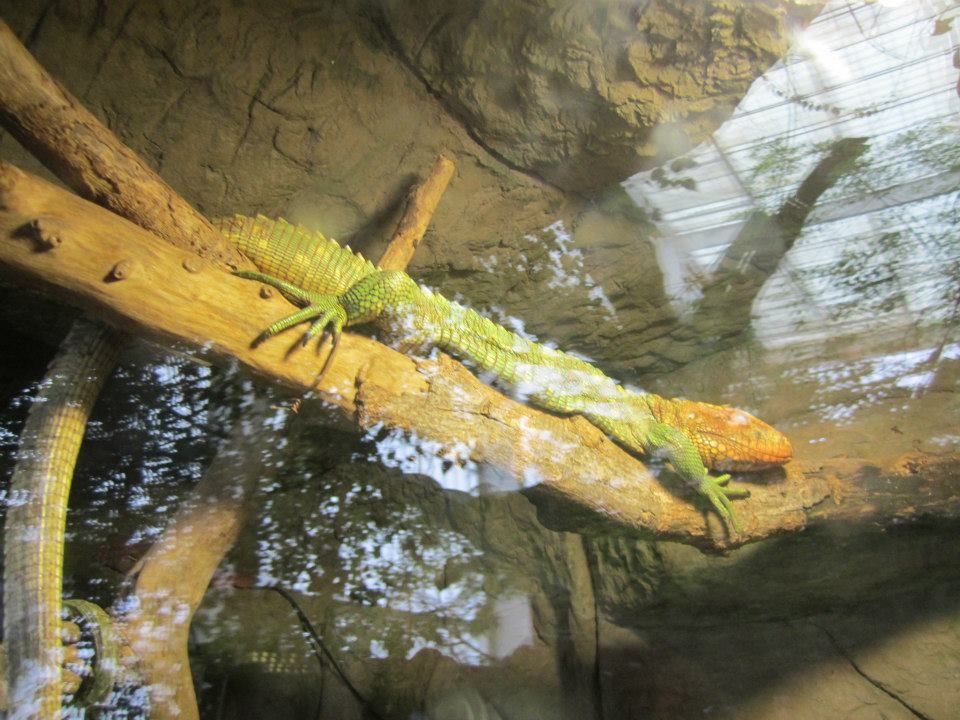 Photo of Dallas World Aquarium, North Griffin Street, Dallas, TX, United States by Daisy