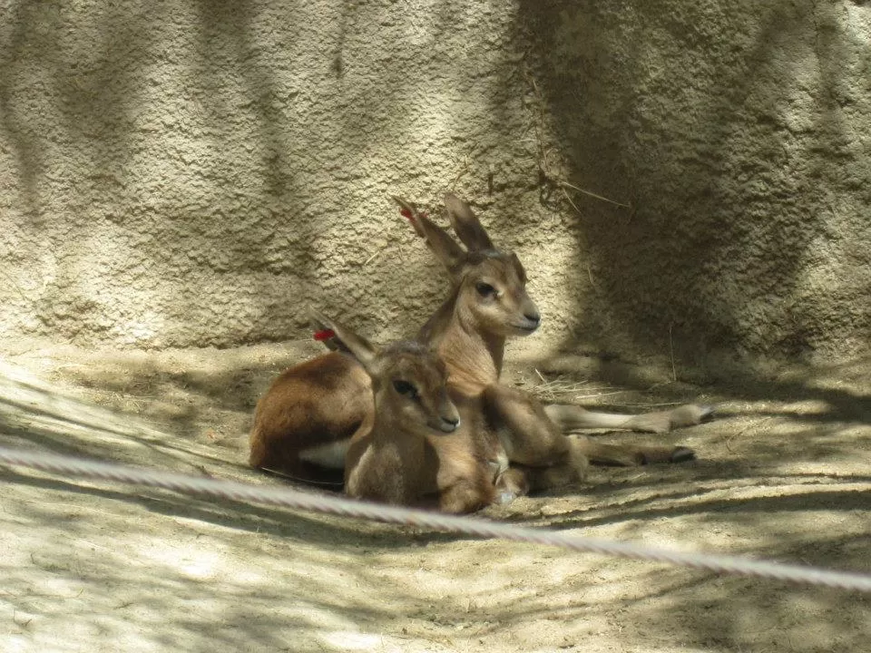 Photo of San Diego Zoo, Zoo Drive, San Diego, CA, United States by Daisy