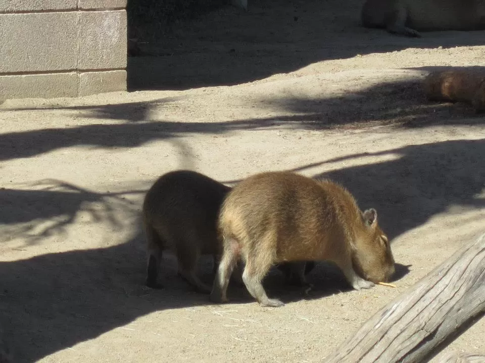 Photo of San Diego Zoo, Zoo Drive, San Diego, CA, United States by Daisy