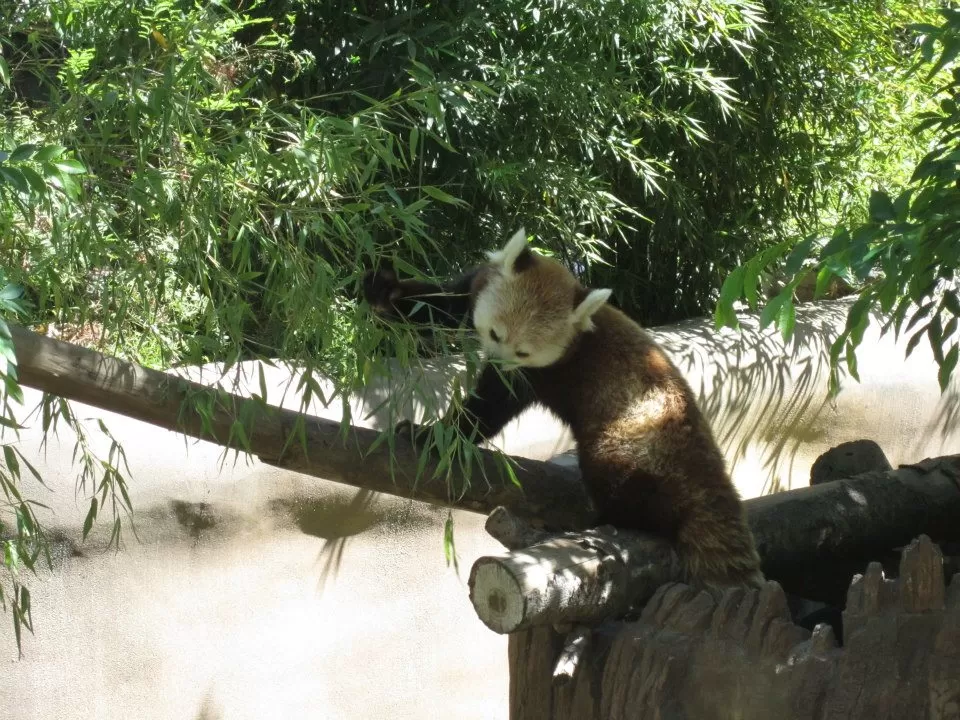 Photo of San Diego Zoo, Zoo Drive, San Diego, CA, United States by Daisy