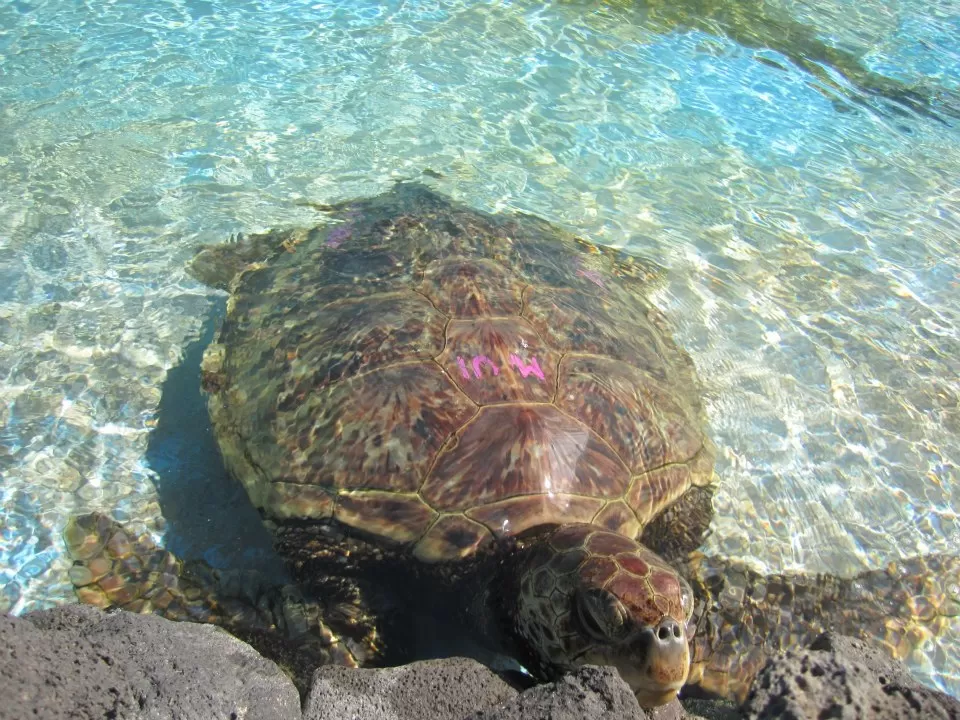 Photo of Sea Life Park Hawaii, Kalanianaole Highway, Waimanalo Beach, HI, United States by Daisy