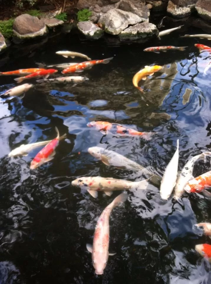 Photo of Hilton Hawaiian Village Waikiki Beach Resort, Kalia Road, Honolulu, HI, United States by Daisy