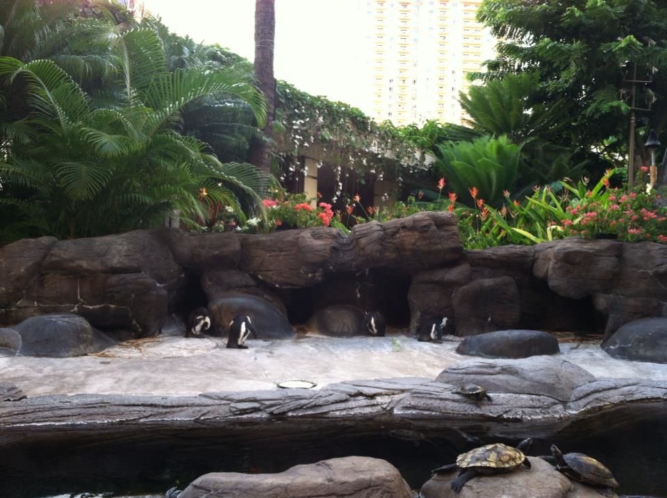 Photo of Hilton Hawaiian Village Waikiki Beach Resort, Kalia Road, Honolulu, HI, United States by Daisy