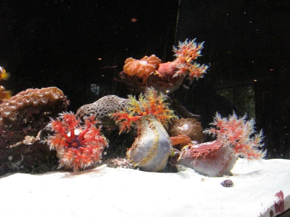 Photo of Dallas World Aquarium, North Griffin Street, Dallas, TX, United States by Daisy