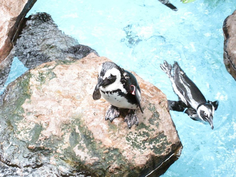 Photo of Dallas World Aquarium, North Griffin Street, Dallas, TX, United States by Daisy