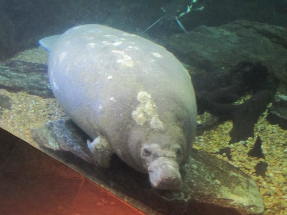 Photo of Dallas World Aquarium, North Griffin Street, Dallas, TX, United States by Daisy
