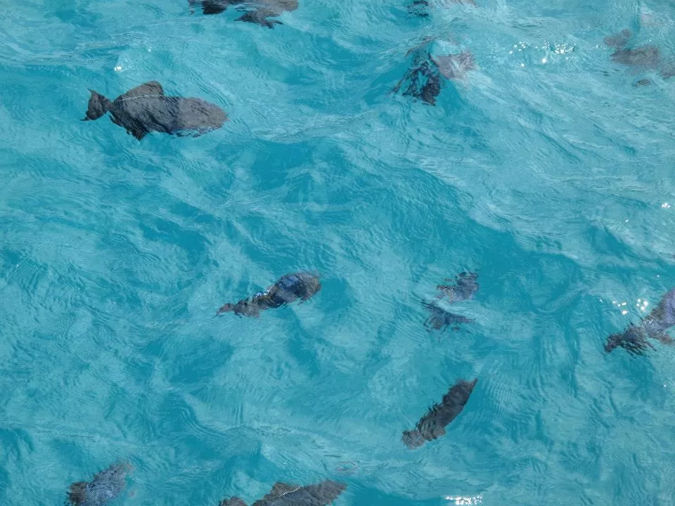 Photo of Kewalo Basin Harbor, Ala Moana Boulevard, Honolulu, HI, United States by Daisy