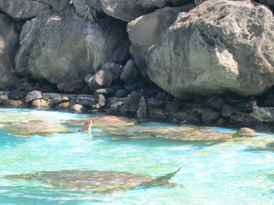 Photo of Sea Life Park Hawaii, Kalanianaole Highway, Waimanalo Beach, HI, United States by Daisy