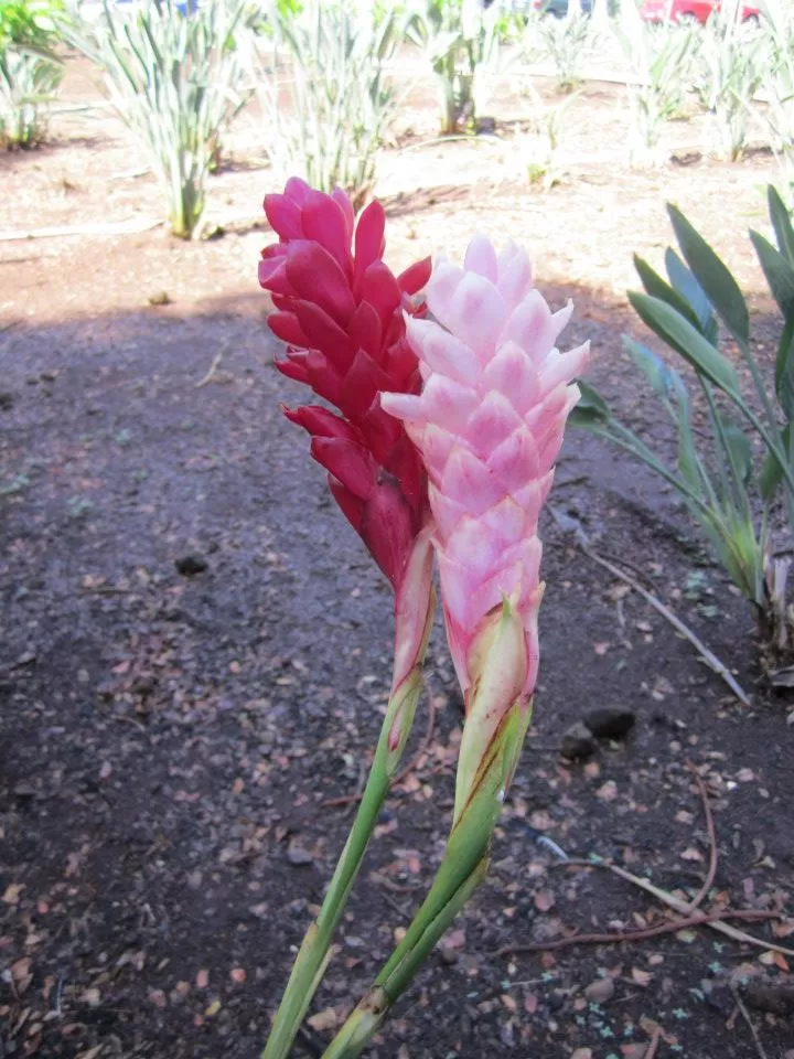 Photo of Kualoa Ranch, Kahaluu, HI, United States by Daisy