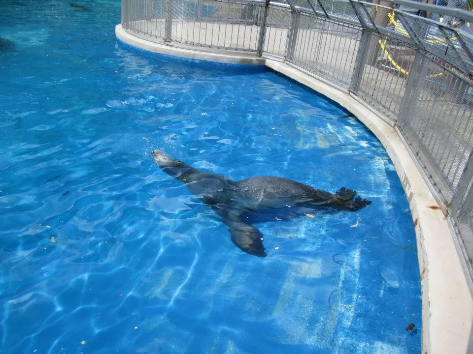 Photo of Sea Life Park Hawaii, Kalanianaole Highway, Waimanalo Beach, HI, United States by Daisy