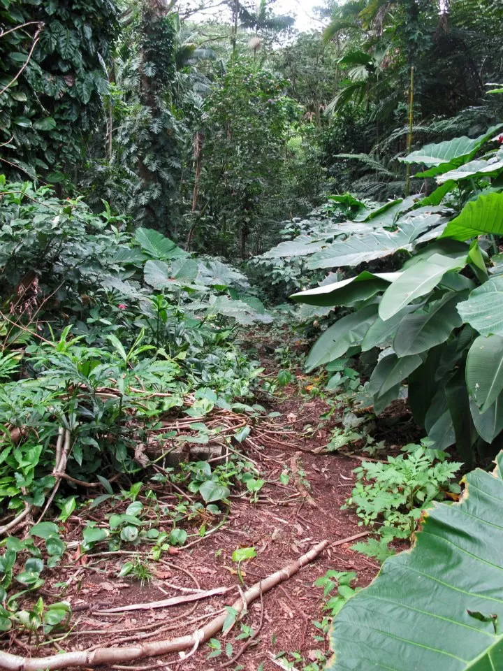 Photo of Manoa Falls Trail, Honolulu, HI, United States by Daisy