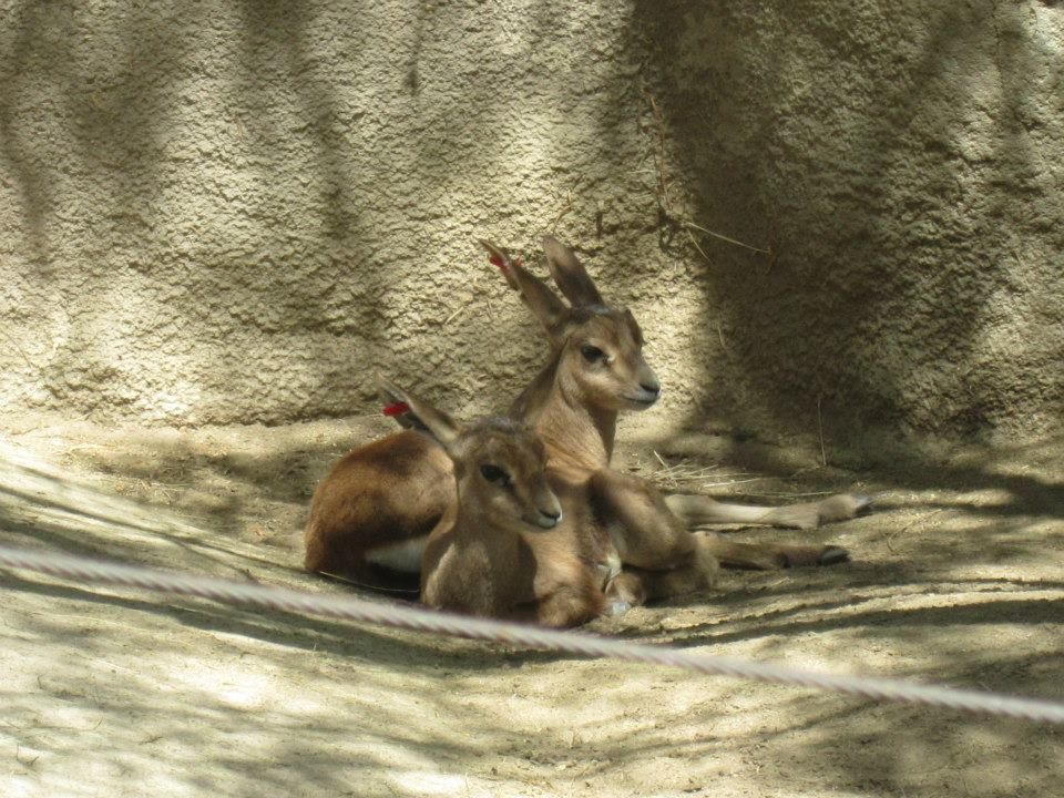 Photo of San Diego Zoo 2013 by Daisy