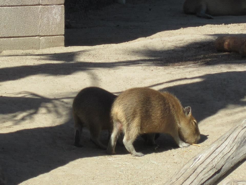 Photo of San Diego Zoo 2013 by Daisy