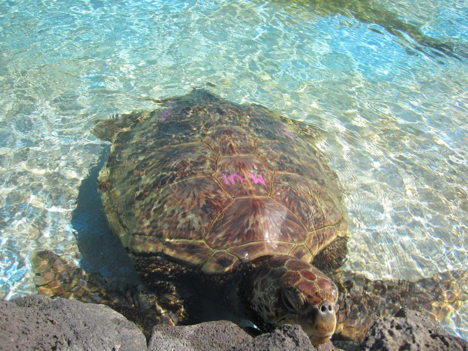 Photo of Hawaii 2012 82/140 by Daisy