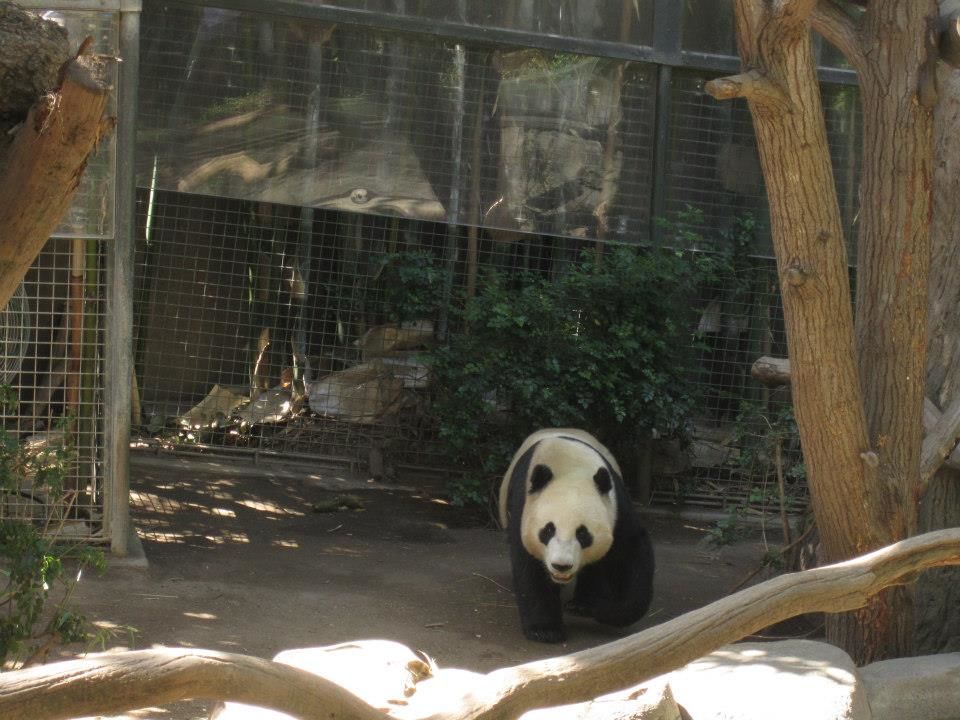 Photo of San Diego Zoo 2013 by Daisy