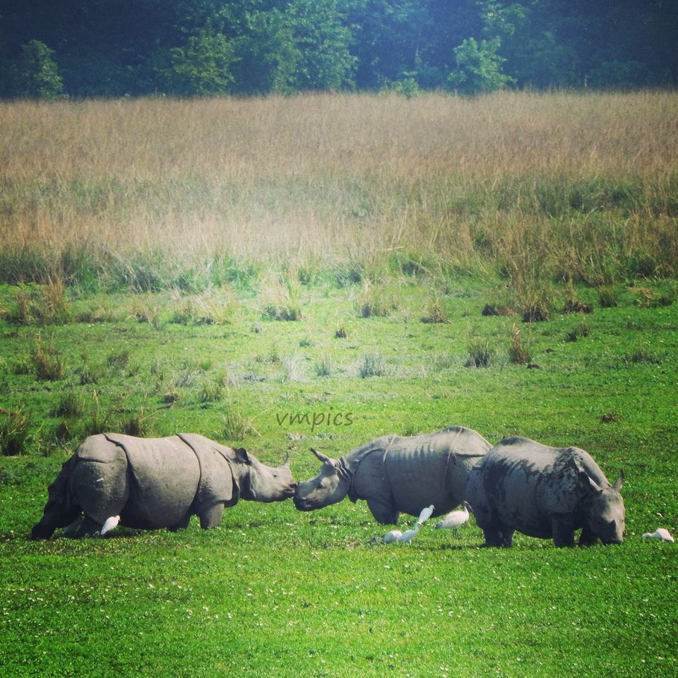 Photo of Offbeat Guwahati - Rhinos, Tea and Brahmaputra 7/7 by Vaisakhi Mishra