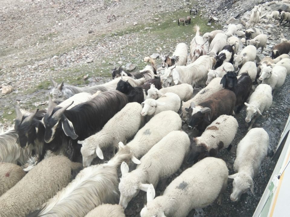 Photo of Spiti, the hidden beauty behind the rocky mounatins ... by Sushmita Haldar