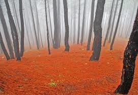 Photo of Kausani 1/4 by Samiksha vVasudeva