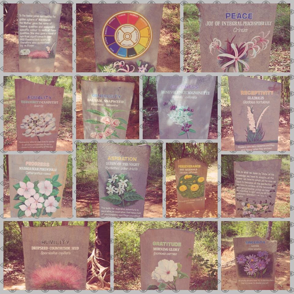 Photo of The 12 Flowers of Auroville by Dominic Liang