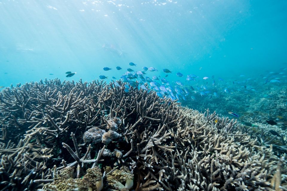 Photo of Nusa Lembongan, Jungutbatu, Klungkung Regency, Bali, Indonesia by Dominic Liang