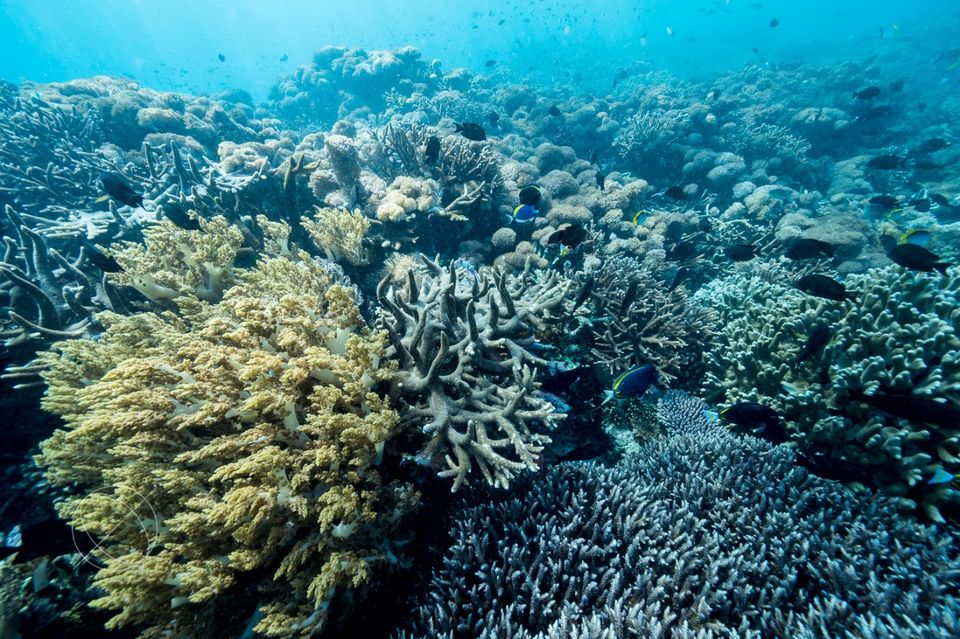 Photo of Nusa Lembongan, Jungutbatu, Klungkung Regency, Bali, Indonesia by Dominic Liang