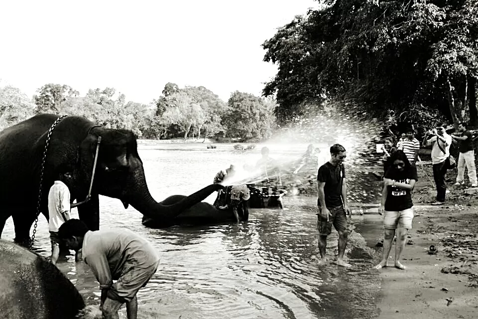 Photo of dubare elephant camp by Shreya Bhargava Garg