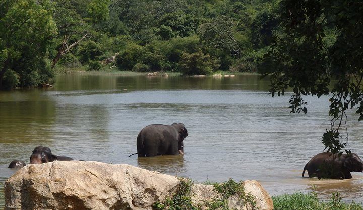 Photo of Bannerghatta National Park, Bannerughatta, Bengaluru, Karnataka, India by Shoumava A Sengupta