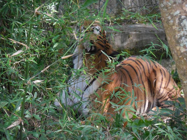 Photo of Bannerghatta National Park, Bannerughatta, Bengaluru, Karnataka, India by Shoumava A Sengupta