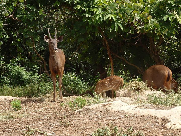 Photo of Bannerghatta National Park, Bannerughatta, Bengaluru, Karnataka, India by Shoumava A Sengupta