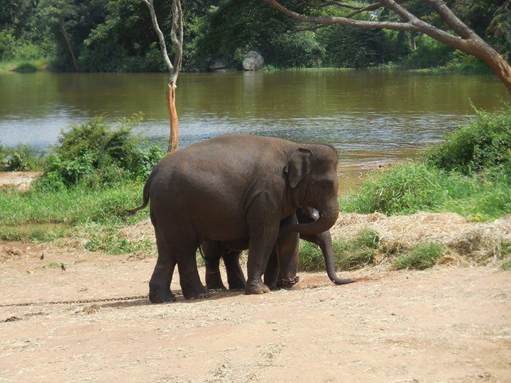 Photo of Bannerghatta National Park, Bannerughatta, Bengaluru, Karnataka, India by Shoumava A Sengupta