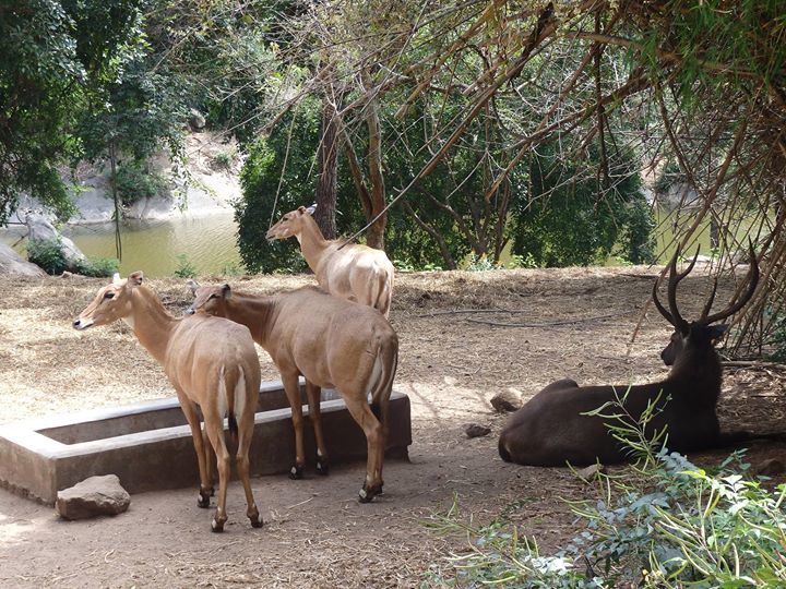 Photo of Bannerghatta National Park, Bannerughatta, Bengaluru, Karnataka, India by Shoumava A Sengupta