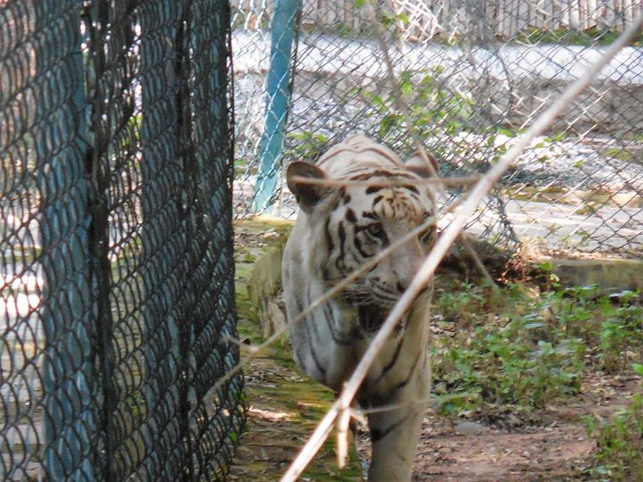 Photo of Bannerghatta National Park, Bannerughatta, Bengaluru, Karnataka, India by Shoumava A Sengupta