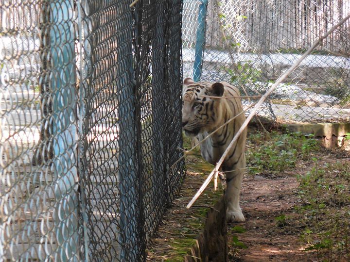 Photo of Bannerghatta National Park, Bannerughatta, Bengaluru, Karnataka, India by Shoumava A Sengupta