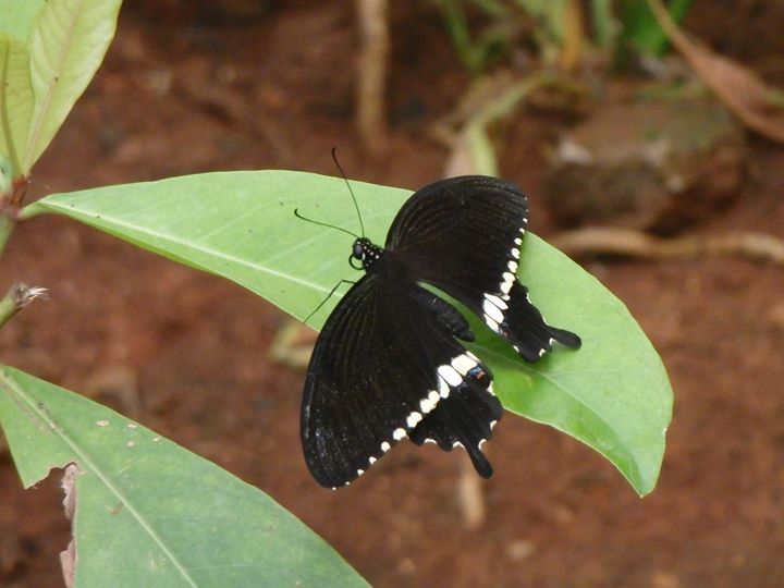 Photo of Bannerghatta National Park, Bannerughatta, Bengaluru, Karnataka, India by Shoumava A Sengupta