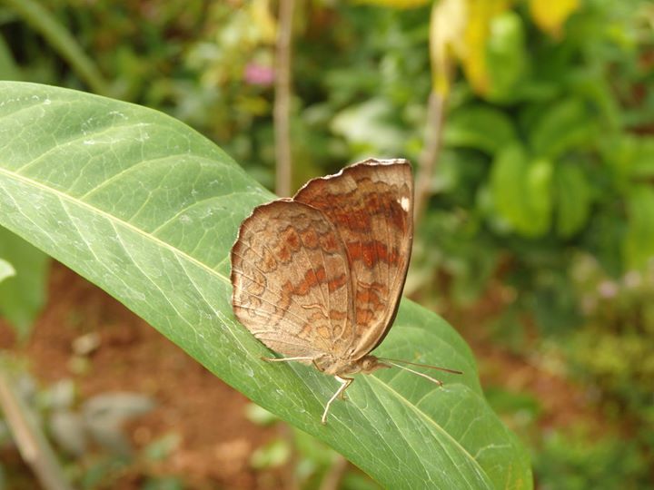 Photo of Bannerghatta National Park, Bannerughatta, Bengaluru, Karnataka, India by Shoumava A Sengupta